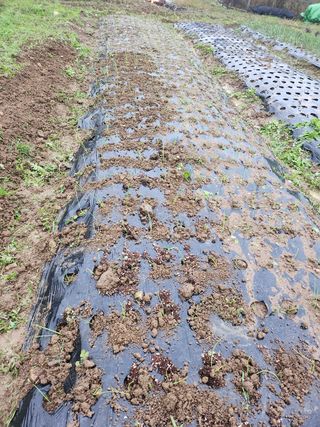 최병훈님의 복숭아 · 영농일지 작성글 사진