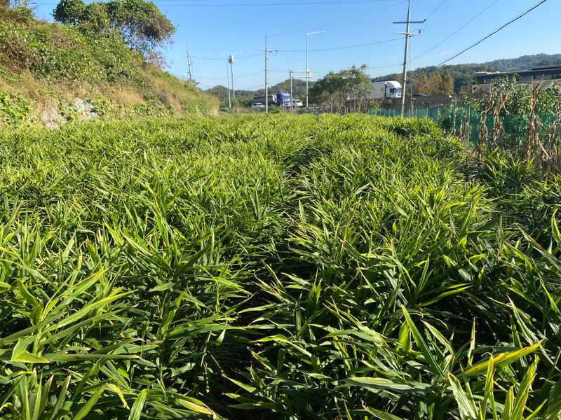 홍성영님의 장터 판매 상품 [햇생강 에어세척1kg] 첨부 사진