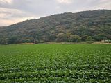 팜모닝 배추·수확 게시글 이미지