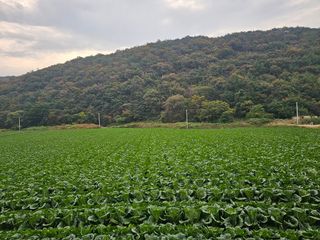 임채강님의 배추 · 수확 작성글 사진