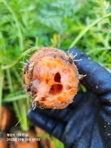 팜모닝 기타작물·자유게시판 게시글 이미지