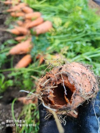 金鎭님의 기타작물 · 자유게시판 작성글 사진