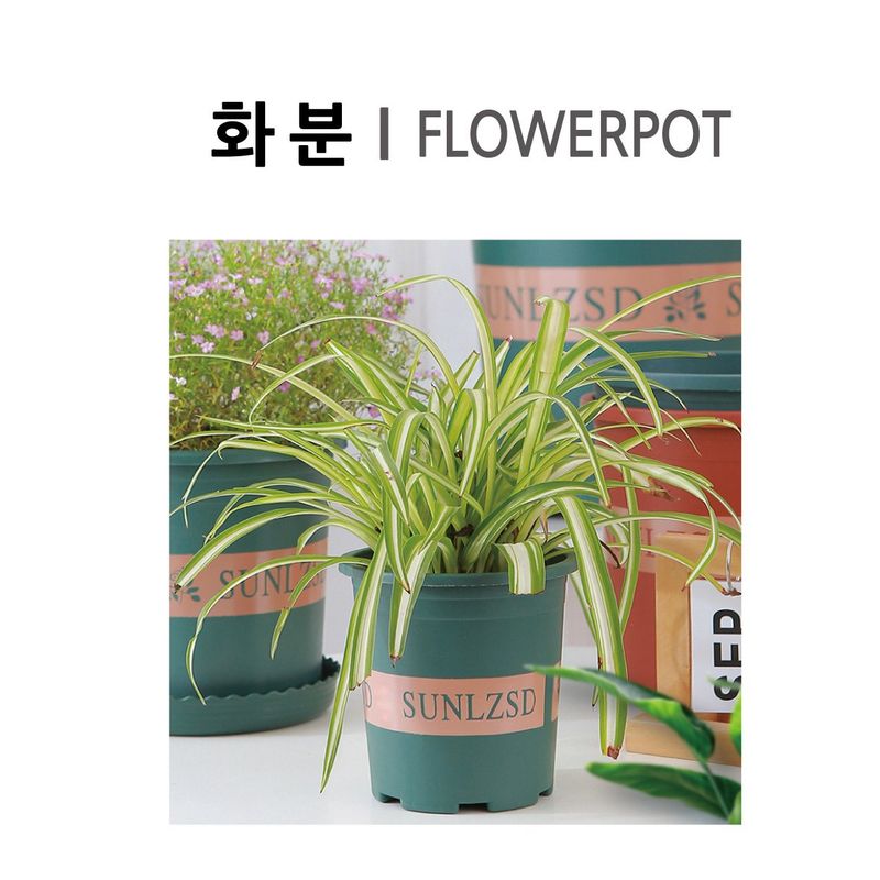 이범신님의 장터 판매 상품 [화분 14.7cm 11cm] 첨부 사진