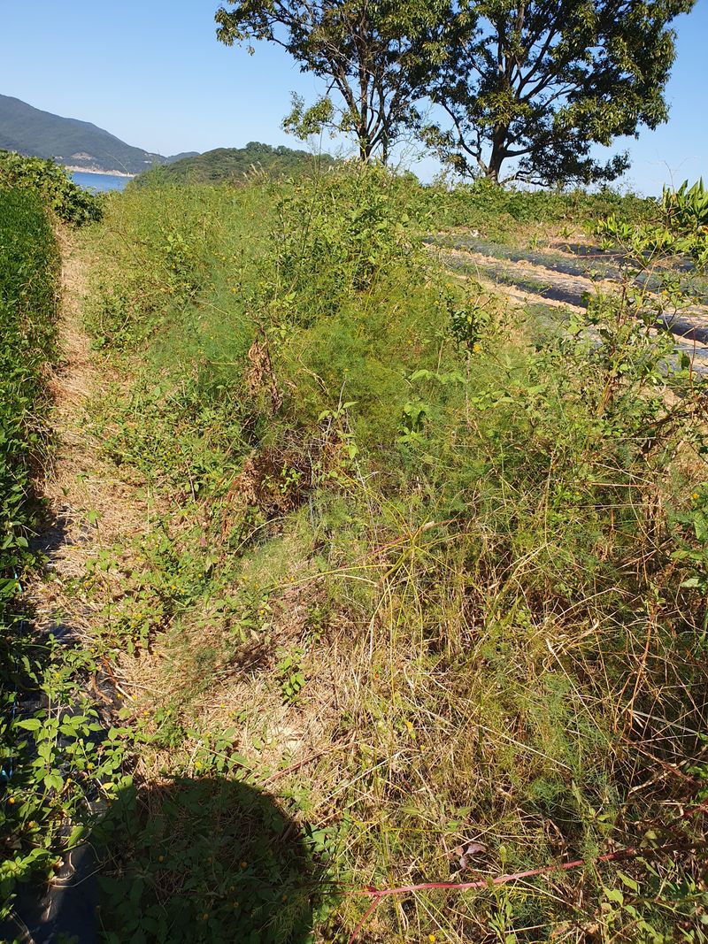 장터 상품 [아스파라거스 3년근] 썸네일