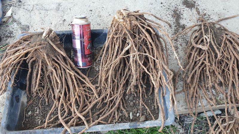 송죽암님의 장터 판매 상품 [아스파라거스 3년근] 첨부 사진