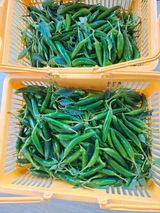 팜모닝 고추·수확 게시글 이미지