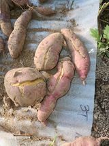 팜모닝 고구마·자유게시판 게시글 이미지