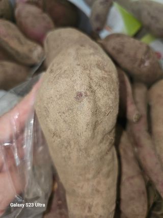 김윤숙님의 고구마 · 자유게시판 작성글 사진