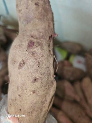 김윤숙님의 고구마 · 자유게시판 작성글 사진