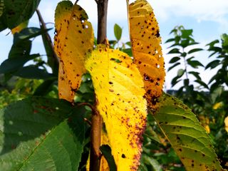 포유농원님의 기타작물 · 병해충상담 작성글 사진