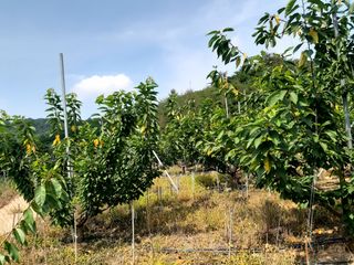 포유농원님의 기타작물 · 병해충상담 작성글 사진