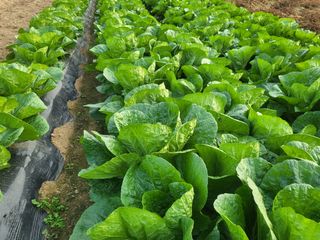 들꽃농장님의 배추 · 일상 작성글 사진