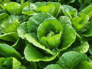 들꽃농장님의 배추 · 일상 작성글 사진