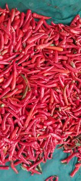 팜모닝 고추·일상 게시글 이미지