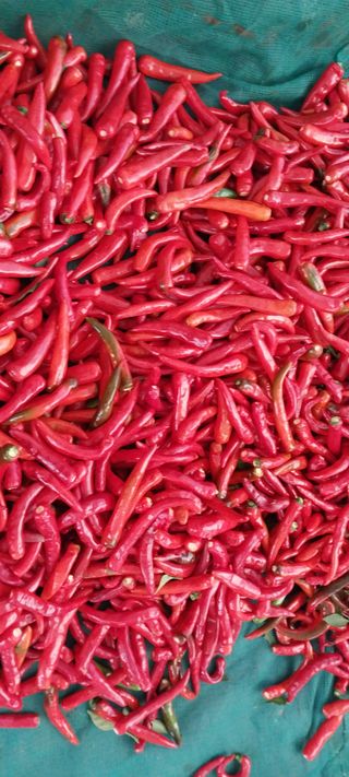 정진해님의 고추 · 일상 작성글 사진