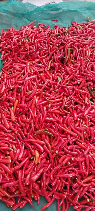 정진해님의 고추 · 일상 작성글 사진