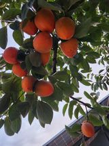 팜모닝 요즘 뜨는 신품종은? 💬·참여글 게시글 이미지