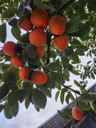 호계농원님의 요즘 뜨는 신품종은? 💬 · 참여글 작성글 사진