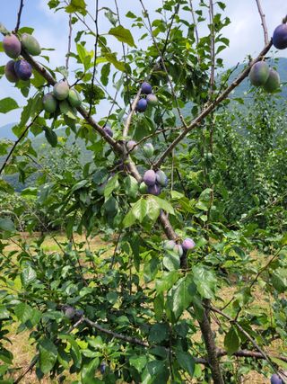 박영석님의 자두 · 자유게시판 작성글 사진