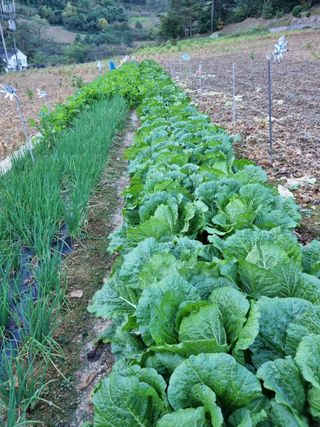 이상응님의 배추·결구기 농작업 작성글 사진