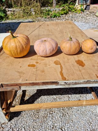 백현호님의 호박 · 자유게시판 작성글 사진