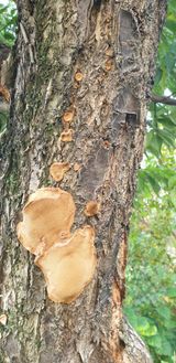 팜모닝 기타작물·영농일지 게시글 이미지