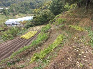 사무니님의 참깨 · 영농일지 작성글 사진