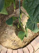 팜모닝 오이·영농일지 게시글 이미지