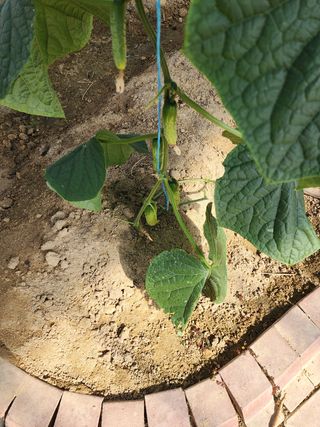 ㅅㅈㅇ님의 오이 · 영농일지 작성글 사진