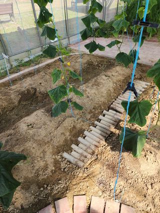 ㅅㅈㅇ님의 오이 · 영농일지 작성글 사진