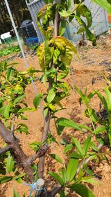 팜모닝 복숭아·병해충상담 게시글 이미지