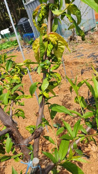 알 수 없음님의 복숭아 · 병해충상담 작성글 사진