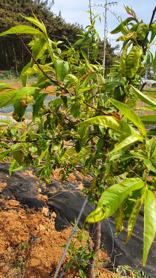 알 수 없음님의 복숭아 · 병해충상담 작성글 사진