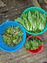 팜모닝 배추·영농일지 게시글 이미지