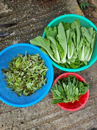 차윤호님의 배추 · 영농일지 작성글 사진