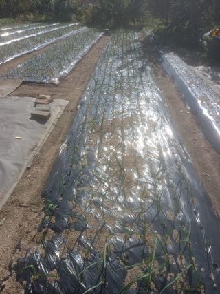 땅땅님의 마늘 · 품종•종자 작성글 사진