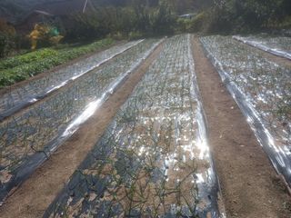 땅땅님의 마늘 · 품종•종자 작성글 사진