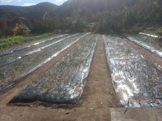 땅땅님의 마늘 · 품종•종자 작성글 사진