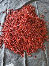 팜모닝 고추·일상 게시글 이미지