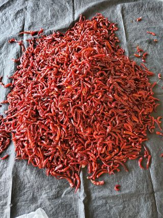 최남옥님의 고추 · 일상 작성글 사진