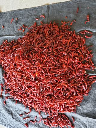 최남옥님의 고추 · 일상 작성글 사진