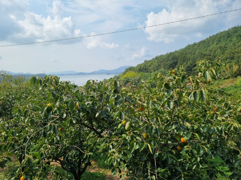 장터 상품 [대봉 15키로 ] 썸네일