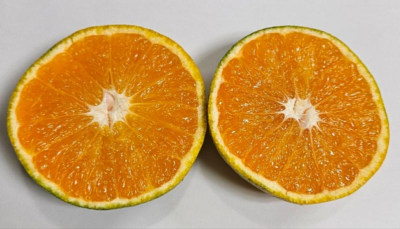 장터 상품 [💛주문 마감 💛🍊제주감귤 신품종 유라실생 타이벡 귤🍊] 썸네일