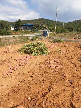 김주희님의 고구마 · 영농일지 작성글 사진