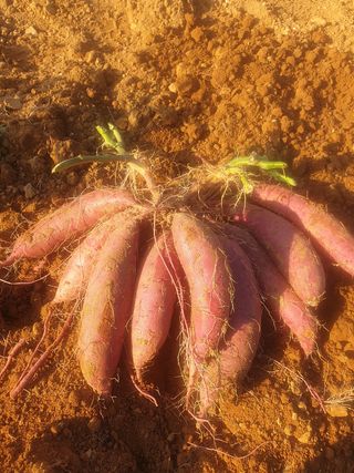 김주희님의 고구마 · 영농일지 작성글 사진