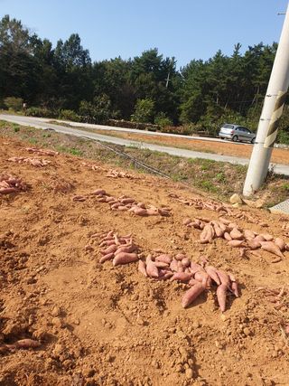 김주희님의 고구마 · 영농일지 작성글 사진