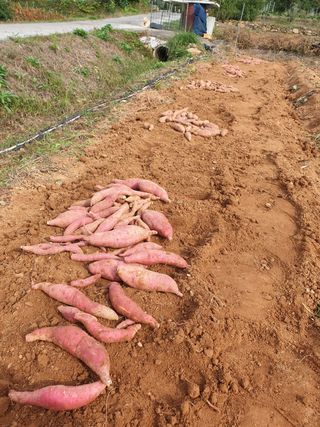 김주희님의 고구마 · 영농일지 작성글 사진