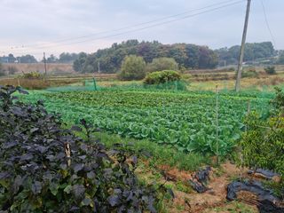남종희님의 배추 · 일상 작성글 사진