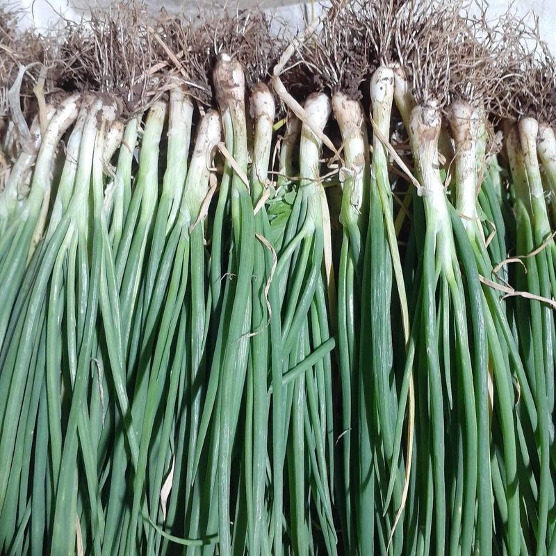 장터 상품 [쪽파] 썸네일