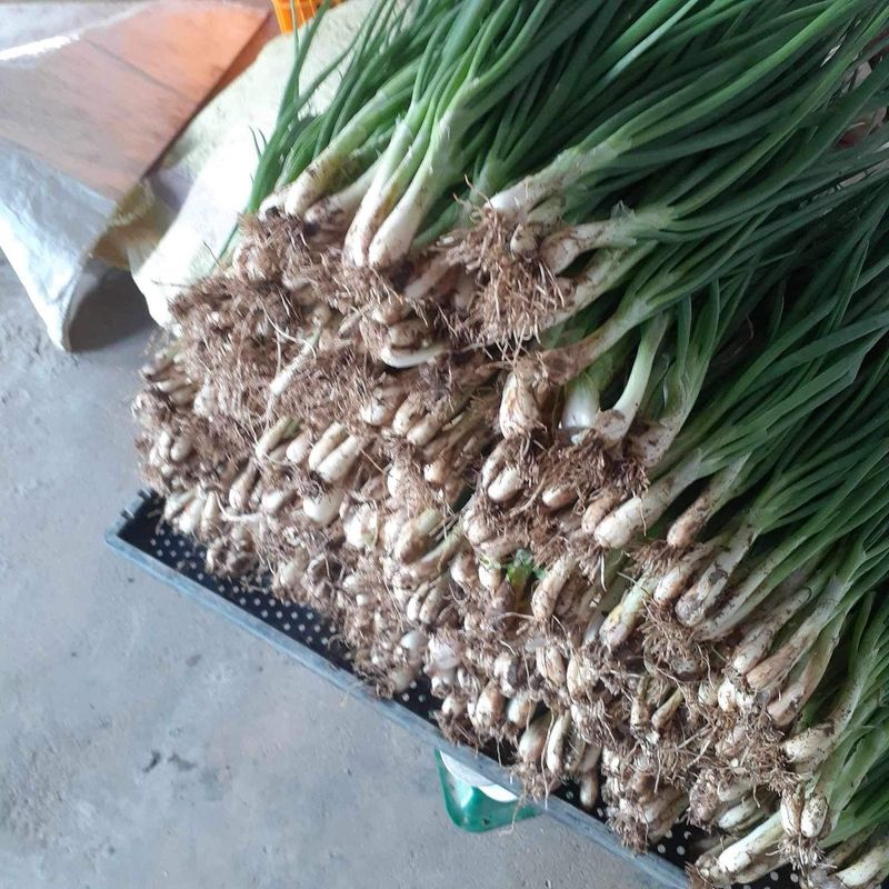 고북면공심채 농인님의 장터 판매 상품 [쪽파] 첨부 사진